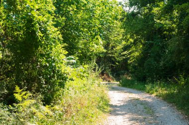 Ormandaki ağaçların orada.