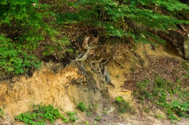 Dağlardaki yeşil orman