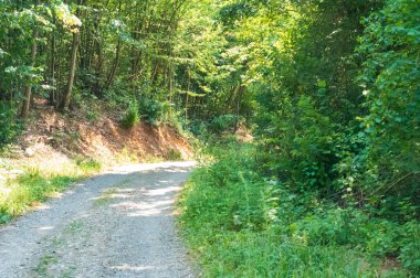 Ormandaki ağaçların orada.