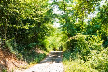 Ormandaki ağaçların orada.