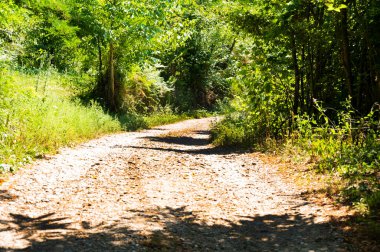 Ormandaki ağaçların orada.