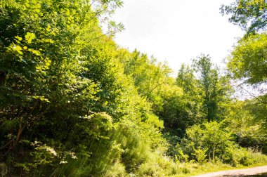 Ormandaki ağaçların orada.