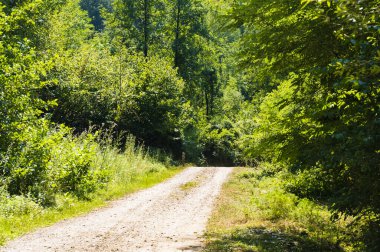 Ormandaki ağaçların orada.