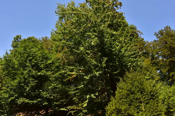 Nahaufnahme Von Bäumen Wald — Stockfoto