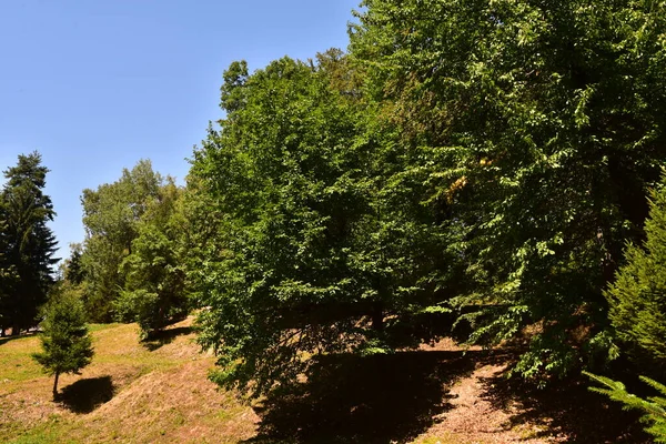 Närbild Träd Skogen — Stockfoto