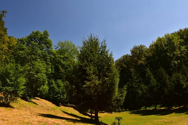 Sluiten Van Bomen Het Bos — Stockfoto