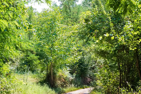 Primer Plano Los Árboles Bosque —  Fotos de Stock