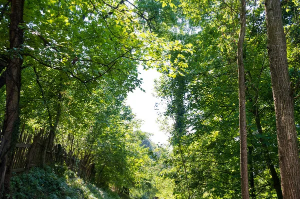 Sluiten Van Bomen Het Bos — Stockfoto