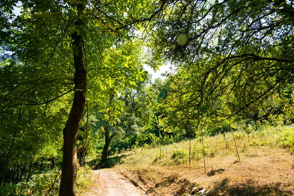 Primer Plano Los Árboles Bosque —  Fotos de Stock