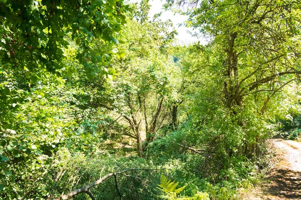 Sluiten Van Bomen Het Bos — Stockfoto