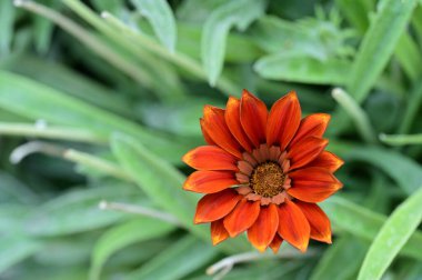 Bahçedeki güzel portakal çiçekleri