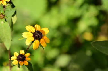 Bahçedeki güzel sarı çiçekler
