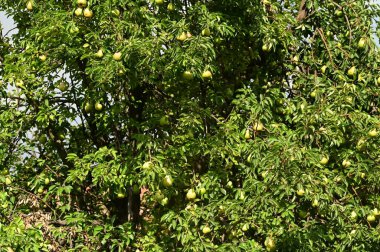 green pears growing on the tree in the forest