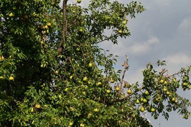 green pears growing on the tree in the forest