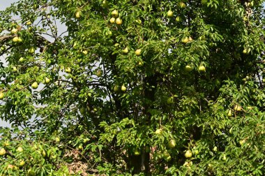 Olgun meyveli yeşil elma ağacı