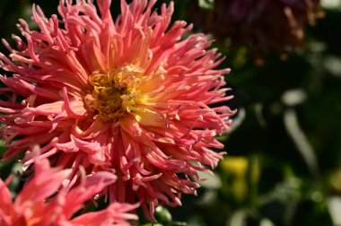 bahçede büyüyen güzel kırmızı çiçekler