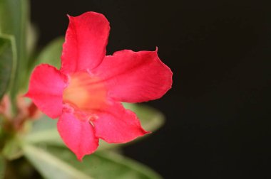 Bahçedeki güzel pembe çiçekler