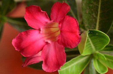 Bahçedeki güzel pembe çiçekler