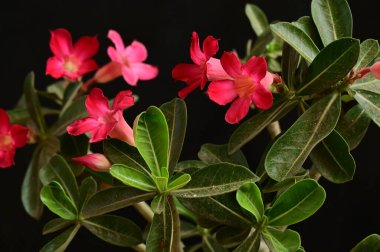 Bahçedeki güzel pembe çiçekler