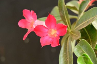 Bahçedeki güzel pembe çiçekler