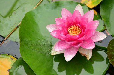 Güzel çiçek açan nilüfer çiçekleri yaz günü gölette büyür. 