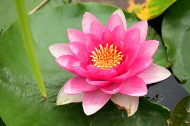 Güzel çiçek açan nilüfer çiçekleri yaz günü gölette büyür. 