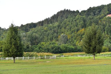 Parktaki yeşil ağaçlar, doğa
