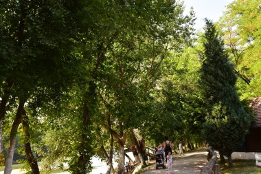 Sırbistan 'daki güzel yaz parkında insanlar dinleniyor