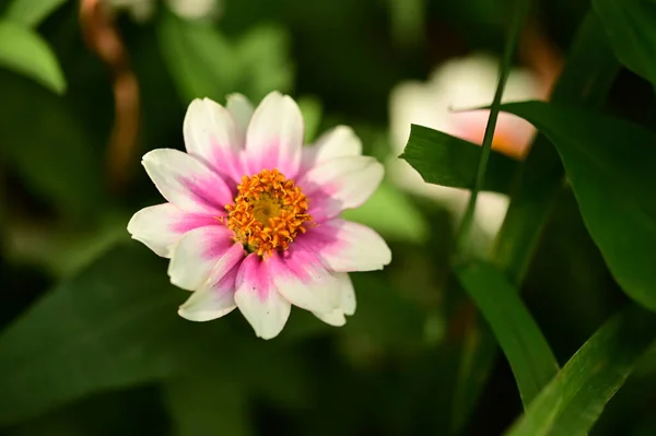 Bahçede Güzel Beyaz Pembe Çiçekler Yakın Çekim Manzarası — Stok fotoğraf
