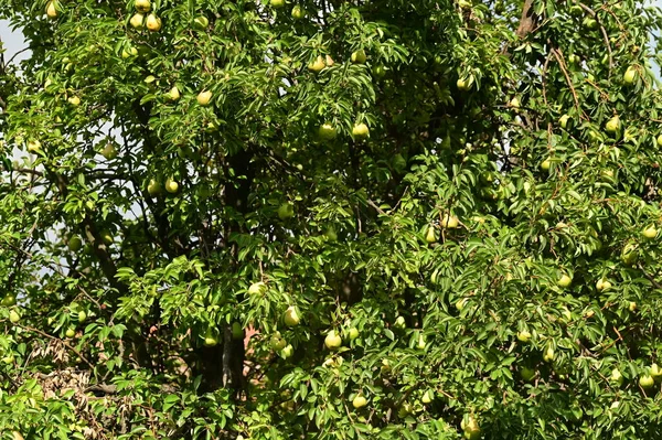 green pears growing on the tree in the forest