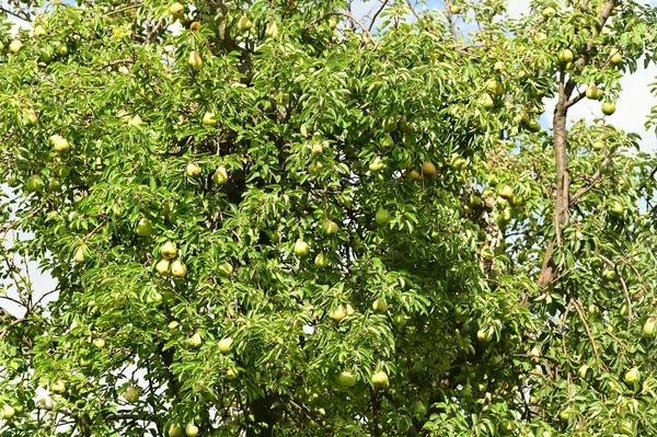 green pears growing on the tree in the forest