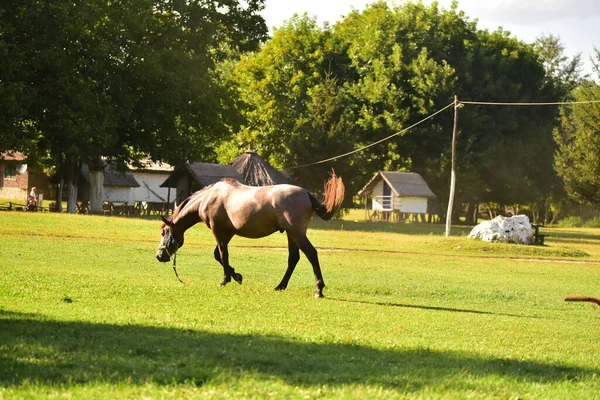 Pâturage Chevaux Sur Prairie — Photo