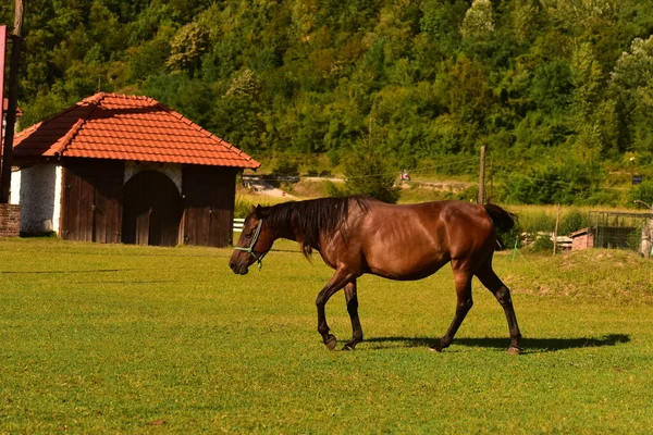 Pâturage Chevaux Sur Prairie — Photo