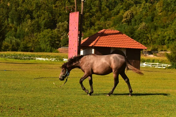 Pferd Weidet Auf Der Weide — Stockfoto