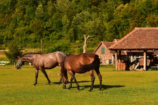 Chevaux Broutant Sur Prairie — Photo