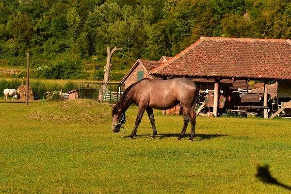Pferd Weidet Auf Der Weide — Stockfoto
