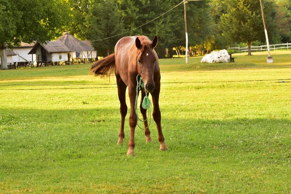 Pâturage Chevaux Sur Prairie — Photo