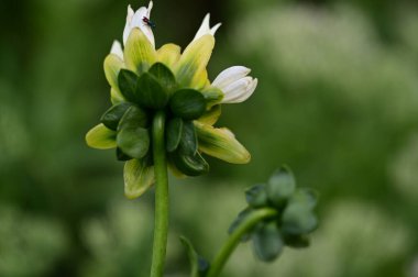 Bahçede büyüyen beyaz çiçekler