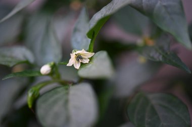 Bahçede büyüyen beyaz çiçekler