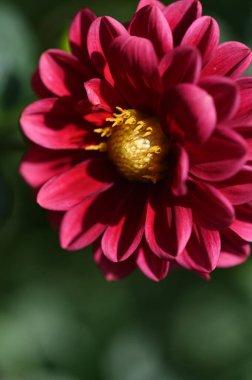 red blooming flowers growing in the garden