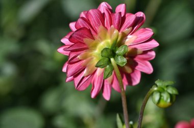 Bahçedeki güzel pembe çiçekler