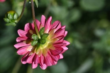 Bahçedeki güzel pembe çiçekler