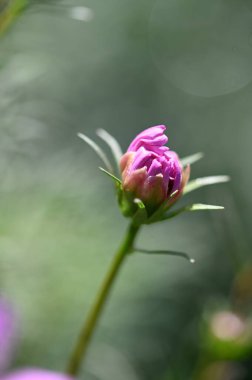 Bahçedeki güzel pembe çiçekler