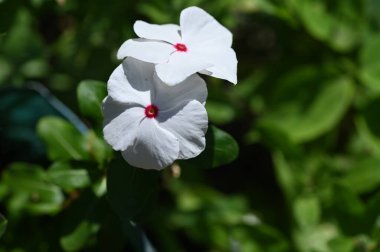 Bahçede büyüyen beyaz çiçekler