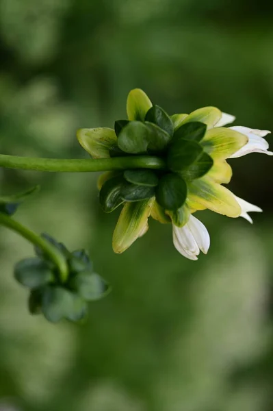 White Flowers Growing Garden — Stock Photo, Image