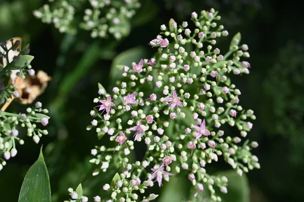 Bellissimi Fiori Rosa Giardino — Foto Stock