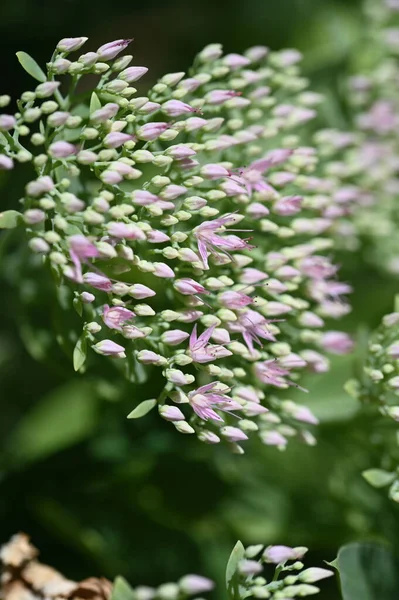 Kapatın güzel çiçekleri