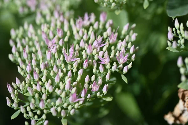 Bahçedeki güzel pembe çiçekler