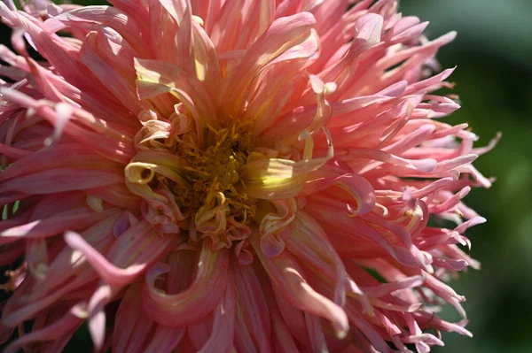 closeup view of beautiful pink dahila flowers in the garden