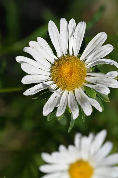 Білі Квіти Ростуть Саду — стокове фото